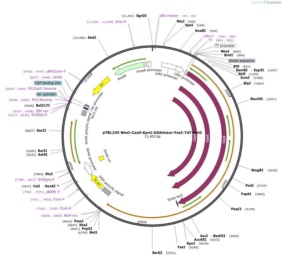 126480-plasmid-map-sequence-id-246056