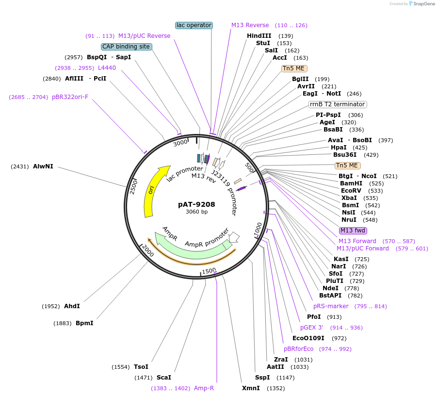 124221-plasmid-map-sequence-id-246076