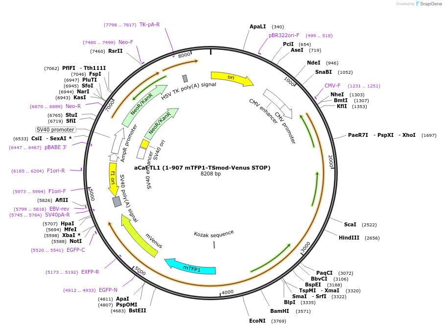 101297-plasmid-map-sequence-id-246082