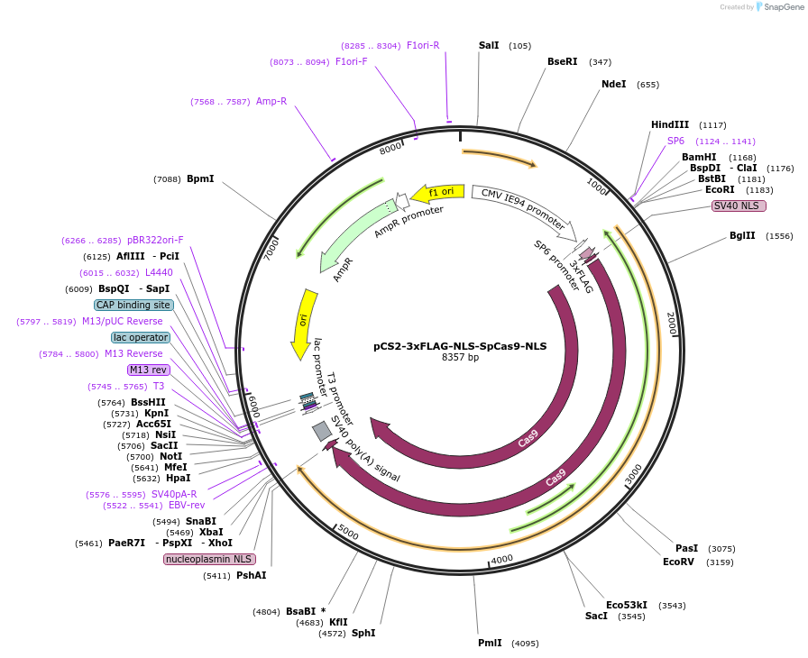 51307-plasmid-map-sequence-id-246083
