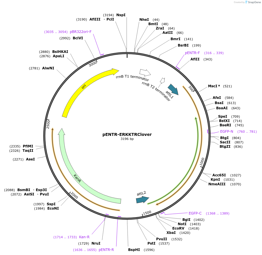 59138-plasmid-map-sequence-id-246084