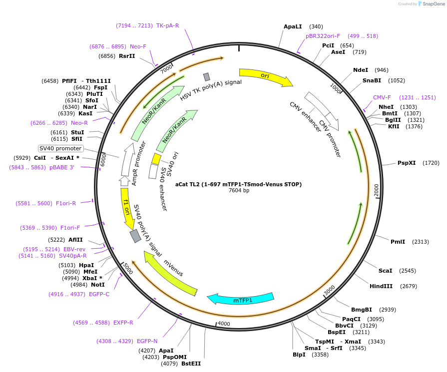 101298-plasmid-map-sequence-id-246086