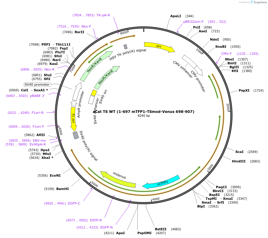 101299-plasmid-map-sequence-id-246095