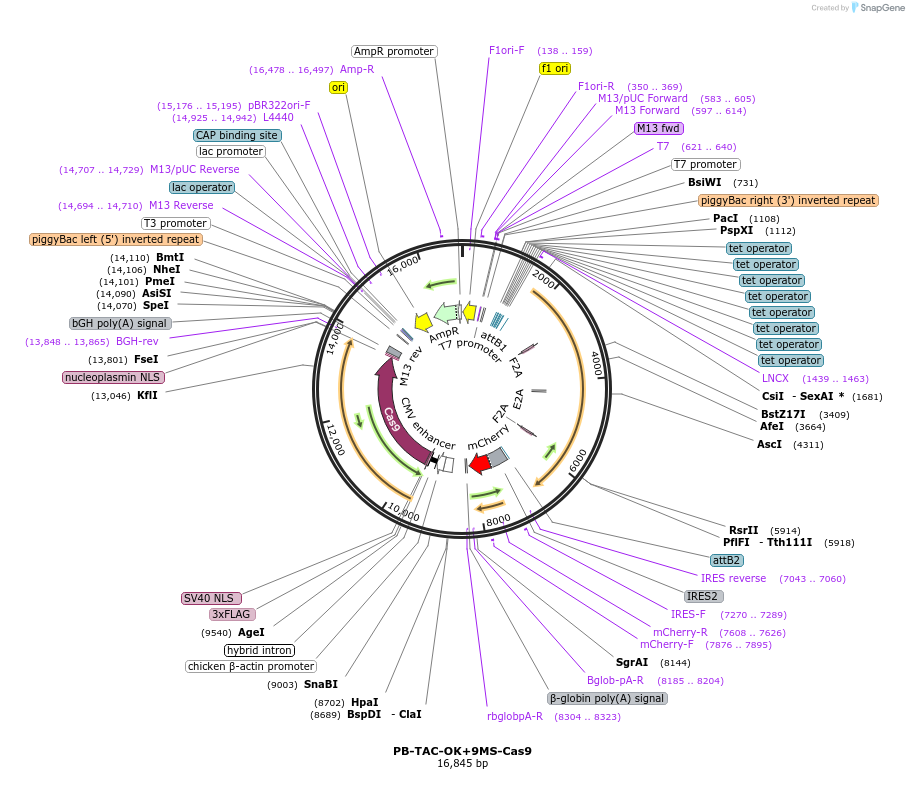 120354-plasmid-map-sequence-id-246101