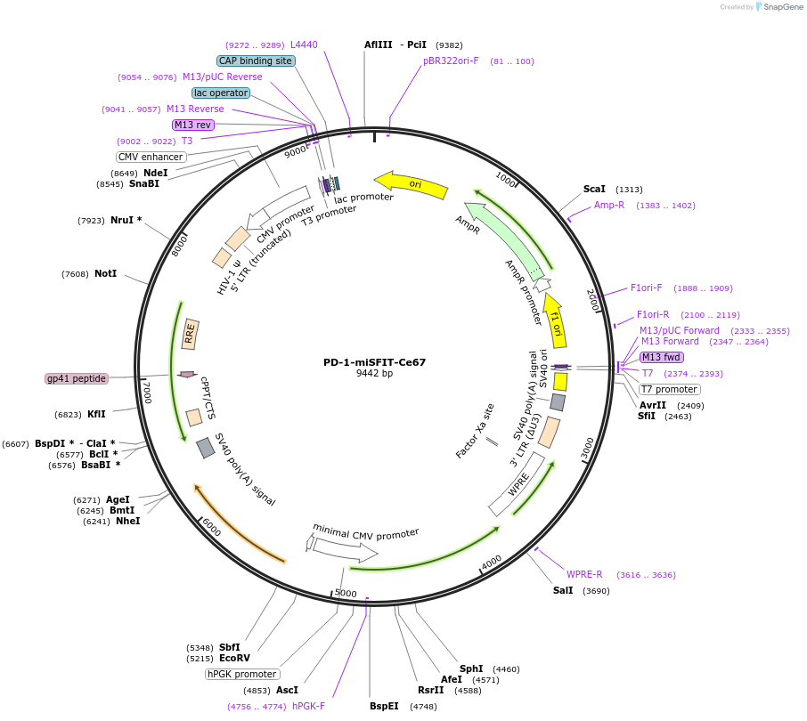 124680-plasmid-map-sequence-id-246106