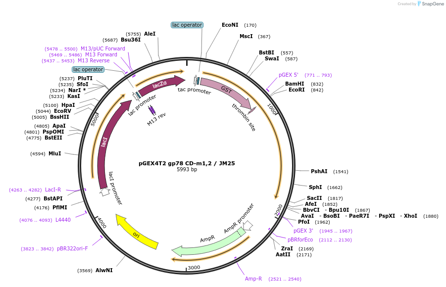 13307-plasmid-map-sequence-id-246107