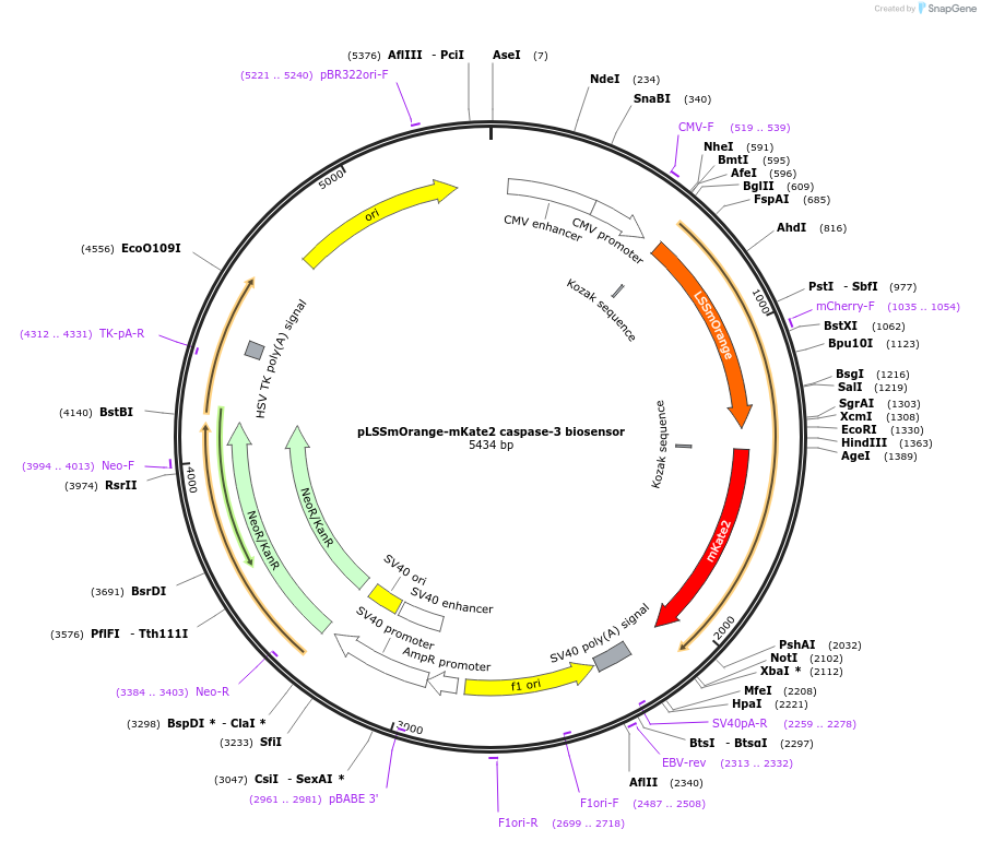 37132-plasmid-map-sequence-id-246108