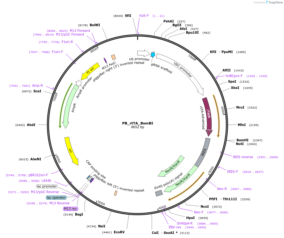 126028-plasmid-map-sequence-id-246112