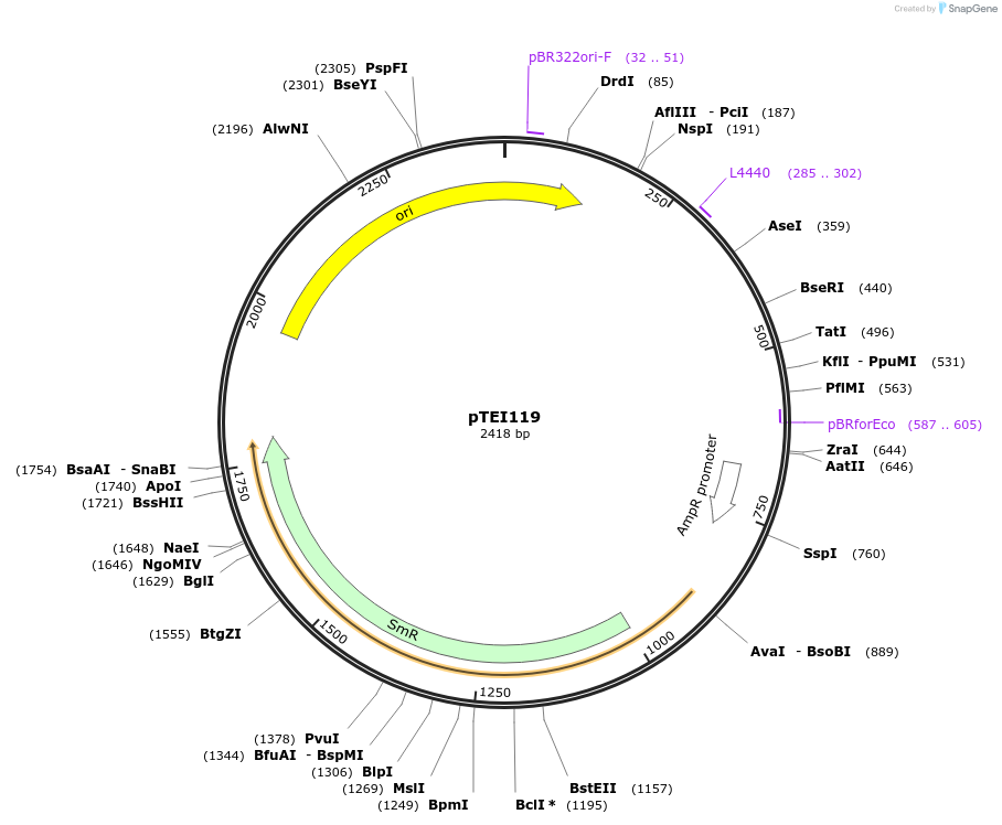 126059-plasmid-map-sequence-id-246113