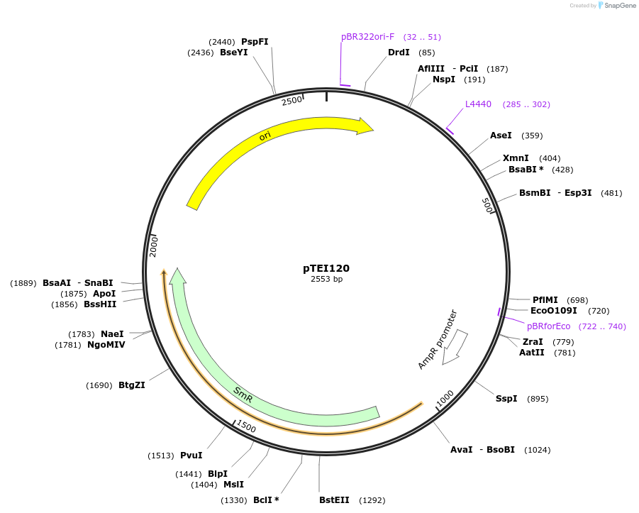126060-plasmid-map-sequence-id-246119