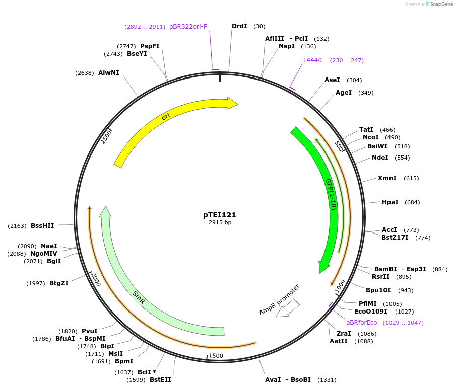 126061-plasmid-map-sequence-id-246120