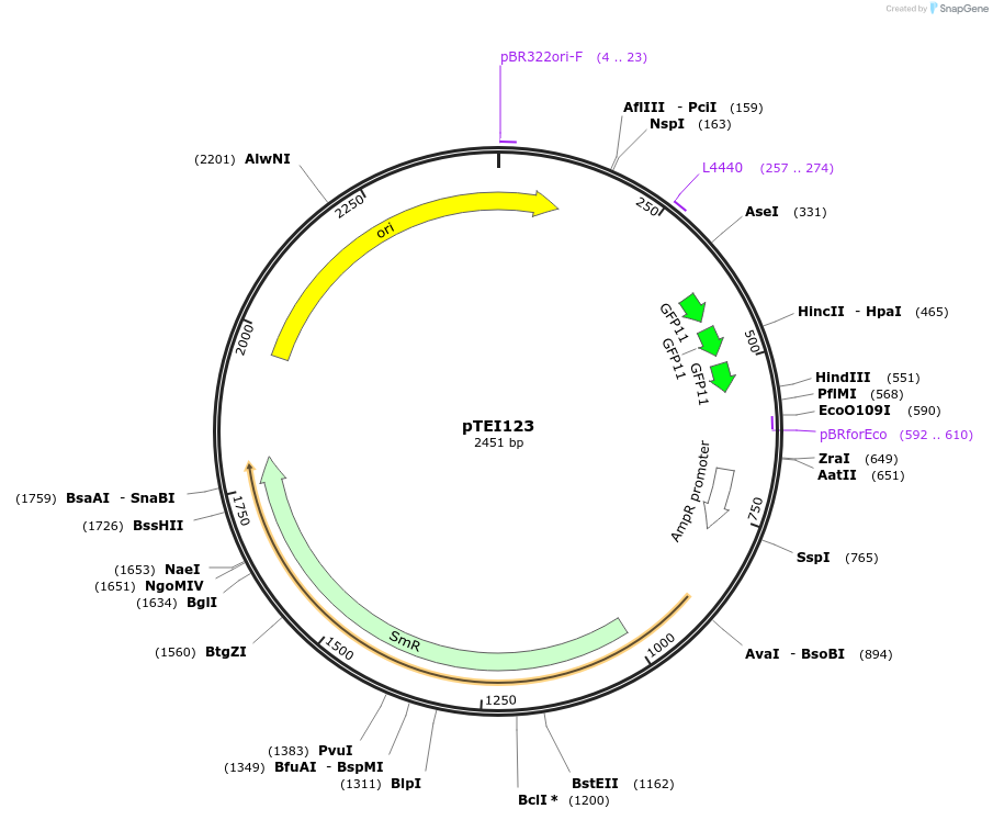 126063-plasmid-map-sequence-id-246122