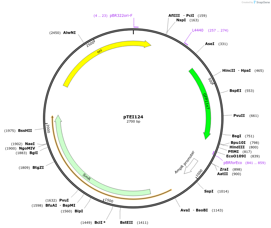 126064-plasmid-map-sequence-id-246123