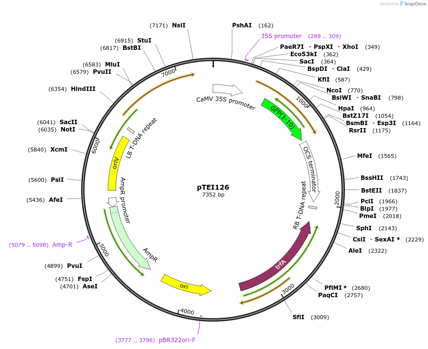 126066-plasmid-map-sequence-id-246126