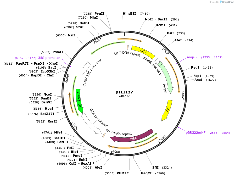 126067-plasmid-map-sequence-id-246127