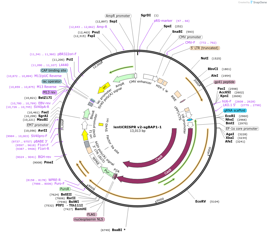 125837-plasmid-map-sequence-id-246132