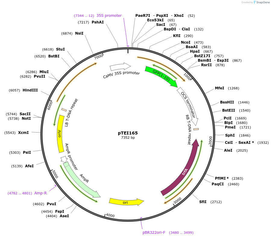 126074-plasmid-map-sequence-id-246133