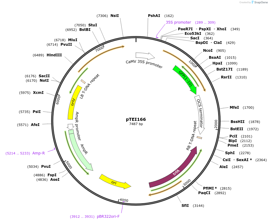 126075-plasmid-map-sequence-id-246135