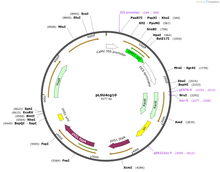 126078-plasmid-map-sequence-id-246137