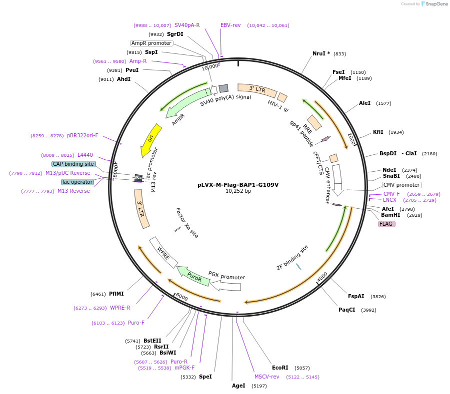 125846-plasmid-map-sequence-id-246147