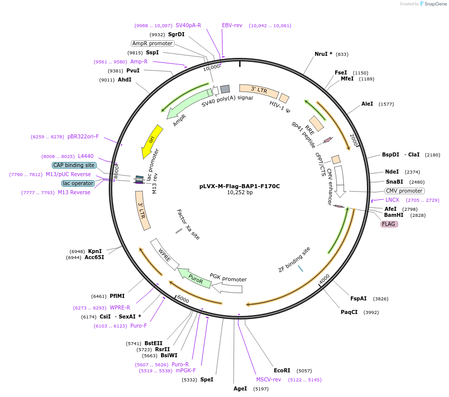 125848-plasmid-map-sequence-id-246149