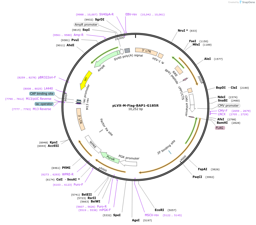 125849-plasmid-map-sequence-id-246150