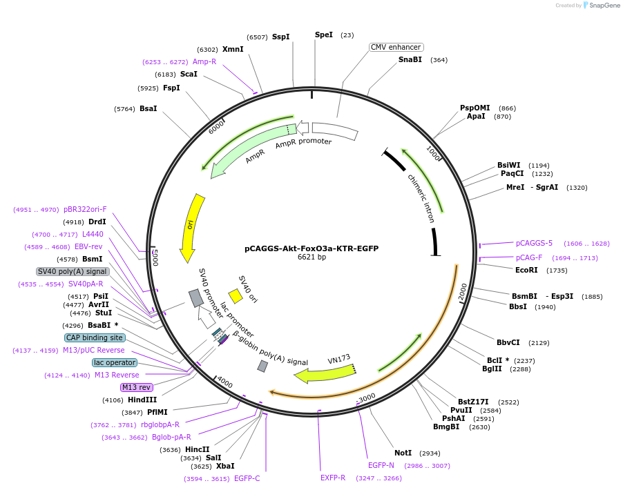 125131-plasmid-map-sequence-id-246154