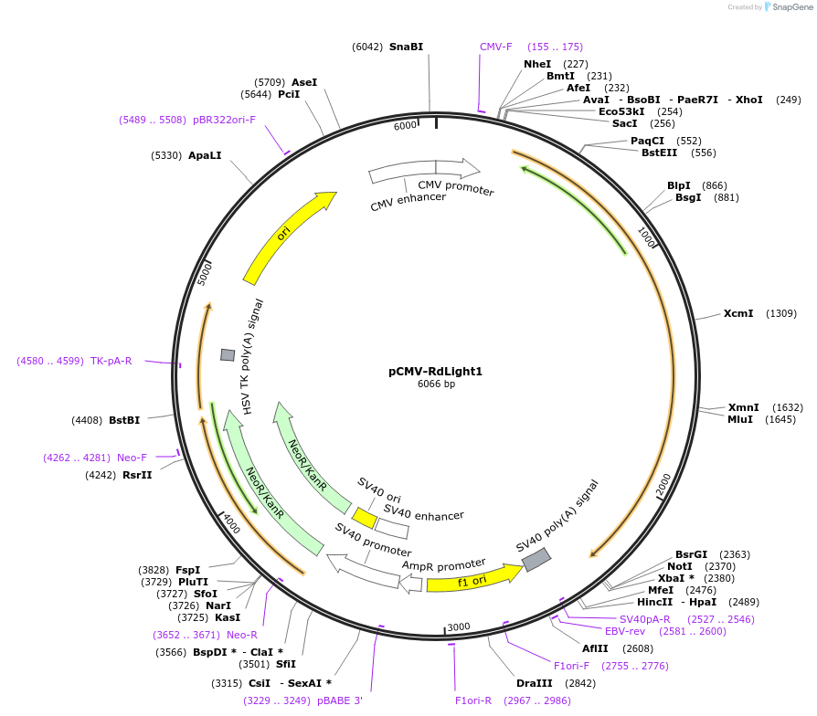 125706-plasmid-map-sequence-id-246158