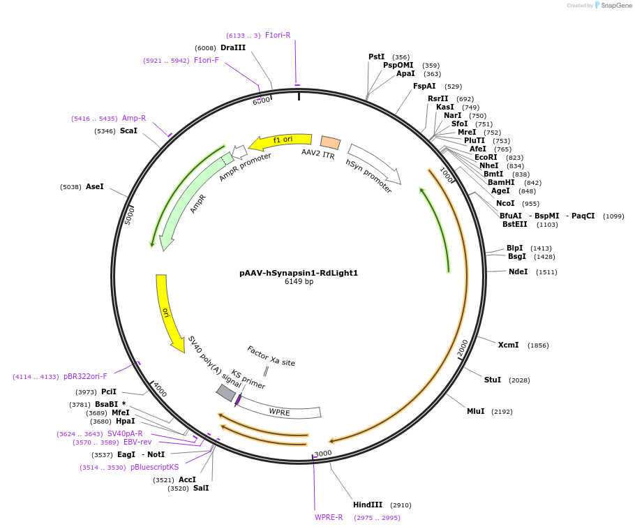 125708-plasmid-map-sequence-id-246173