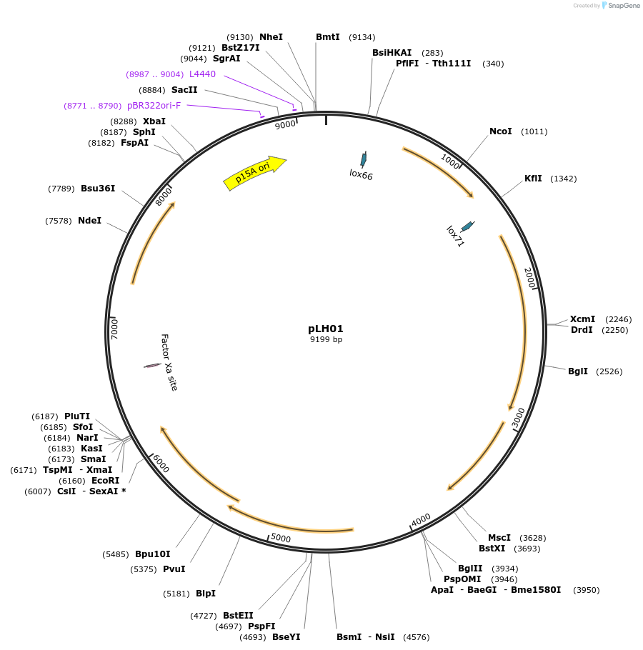 117261-plasmid-map-sequence-id-246175