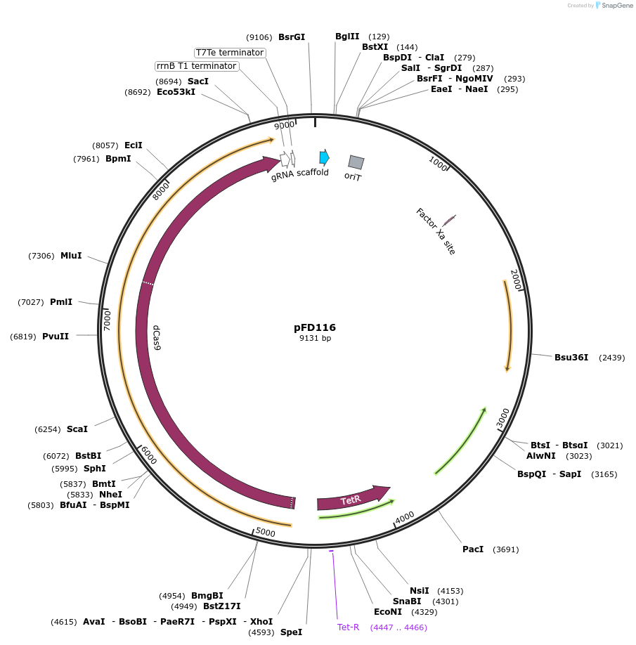 124769-plasmid-map-sequence-id-246181