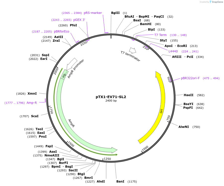 126043-plasmid-map-sequence-id-246190