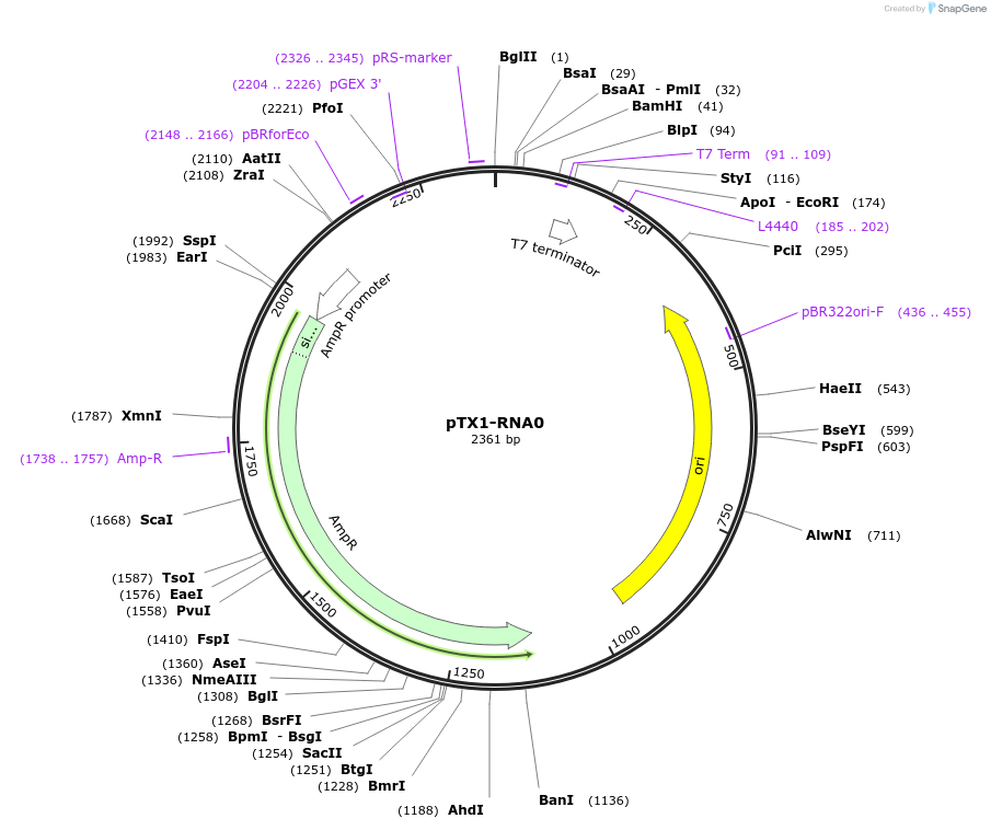 126040-plasmid-map-sequence-id-246191