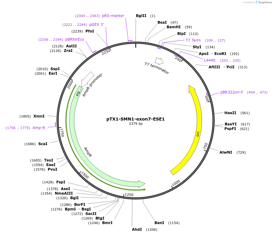 126041-plasmid-map-sequence-id-246194
