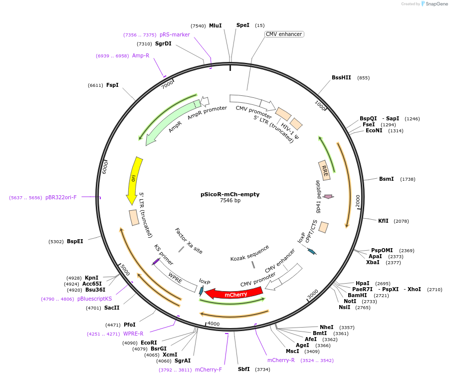 21907-plasmid-map-sequence-id-246205