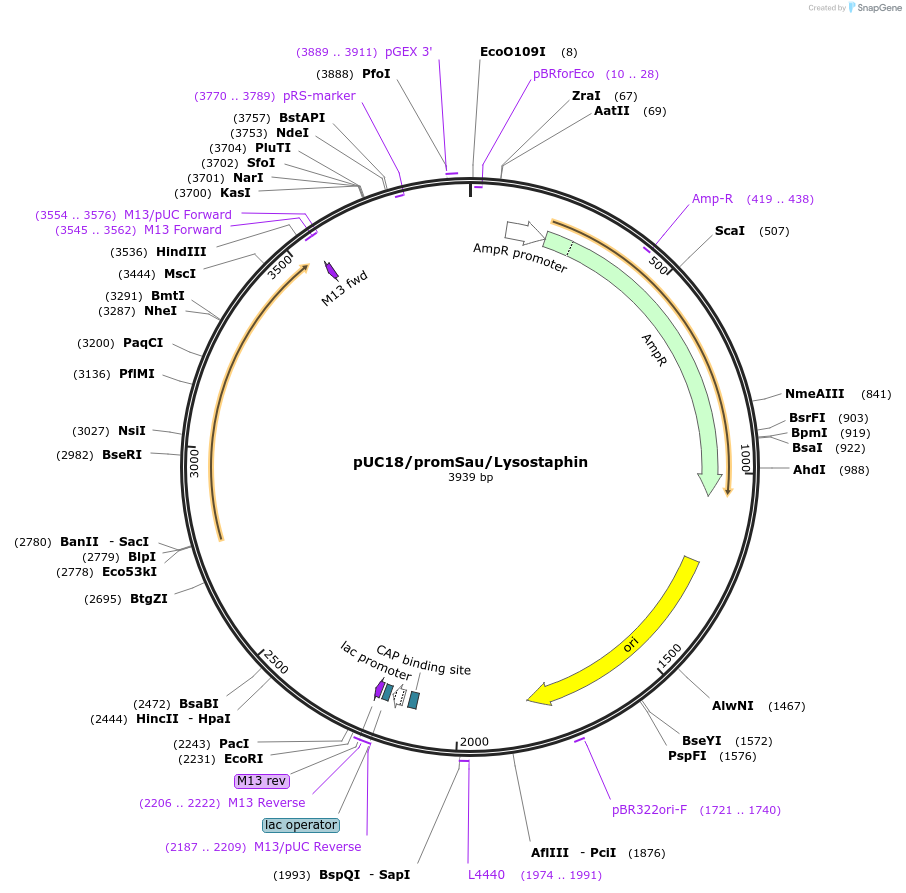 125766-plasmid-map-sequence-id-246249