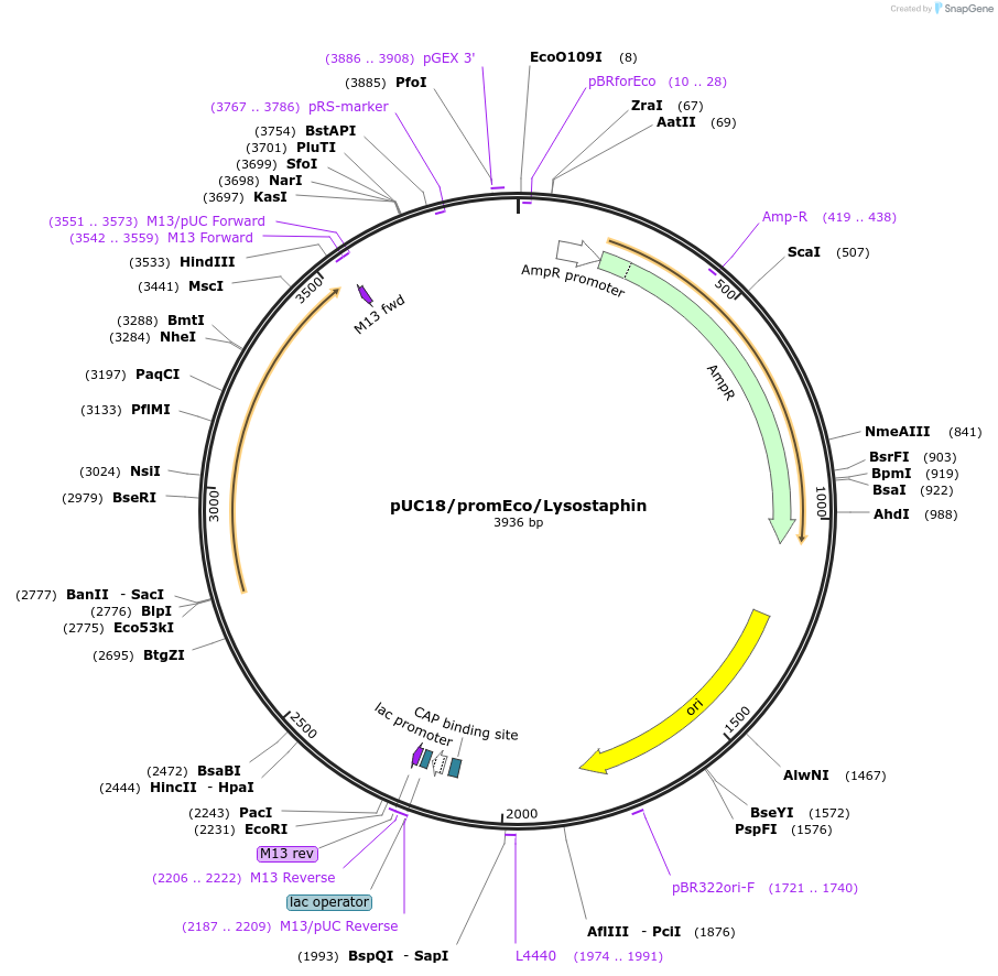 125765-plasmid-map-sequence-id-246250