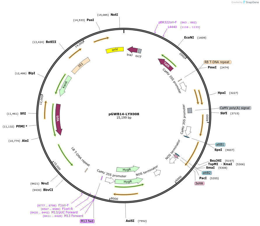 126226-plasmid-map-sequence-id-246260