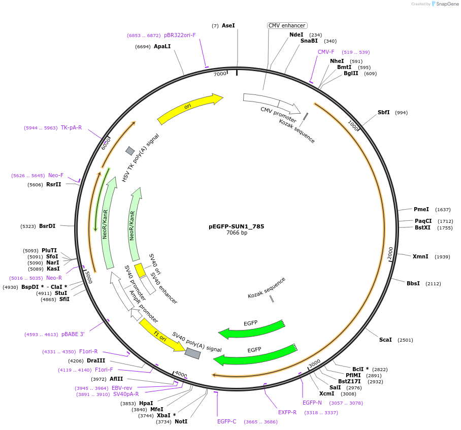125852-plasmid-map-sequence-id-246266