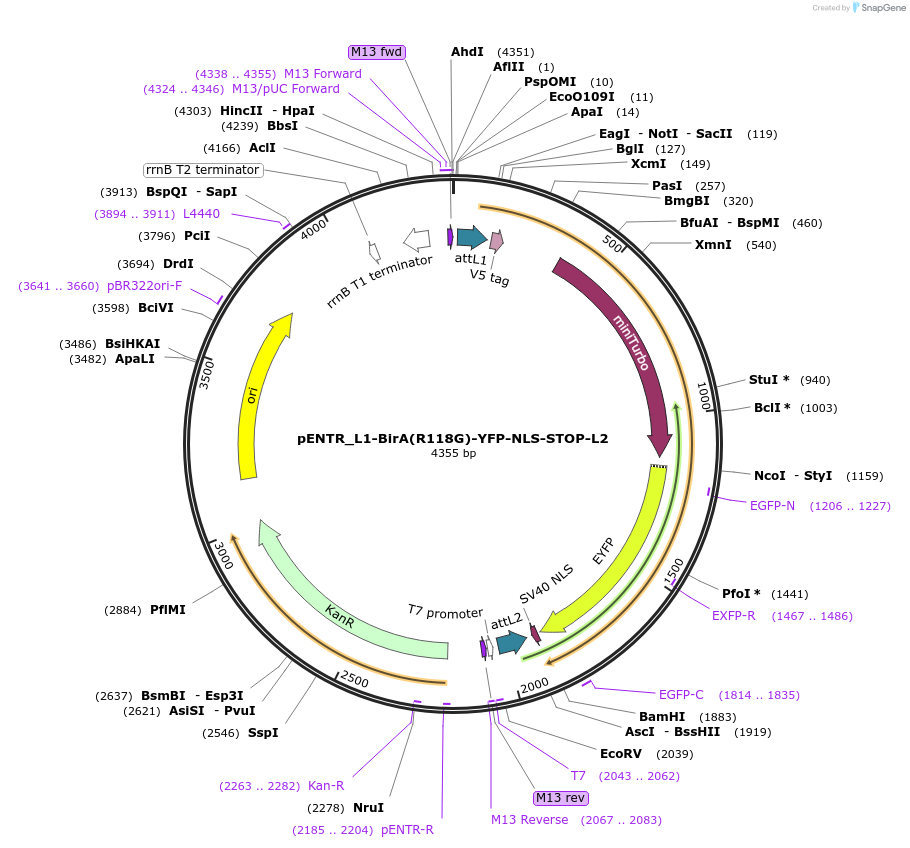 127360-plasmid-map-sequence-id-246287