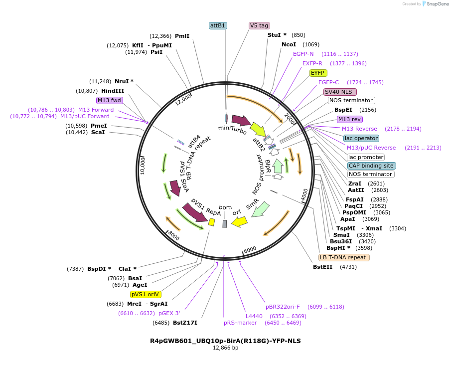 127365-plasmid-map-sequence-id-246288