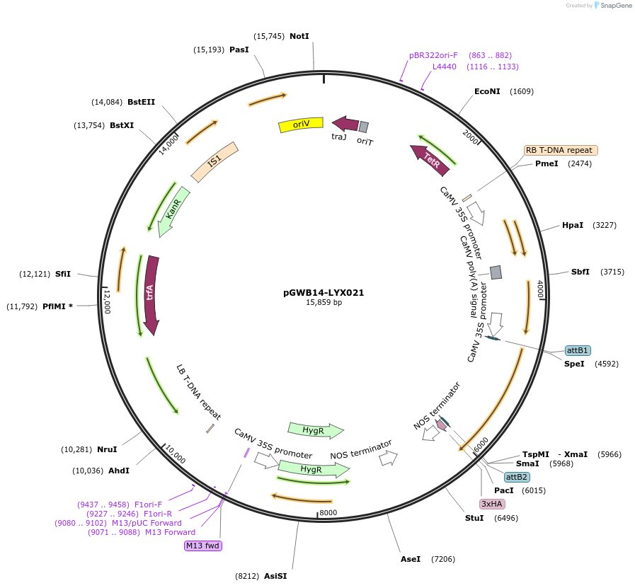 126239-plasmid-map-sequence-id-246330