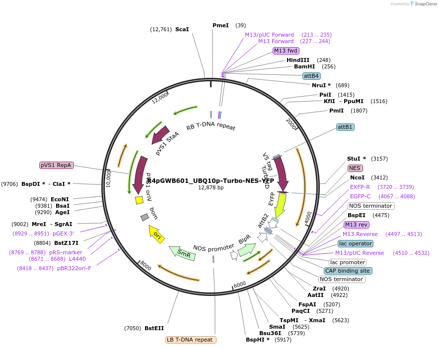 127366-plasmid-map-sequence-id-246342