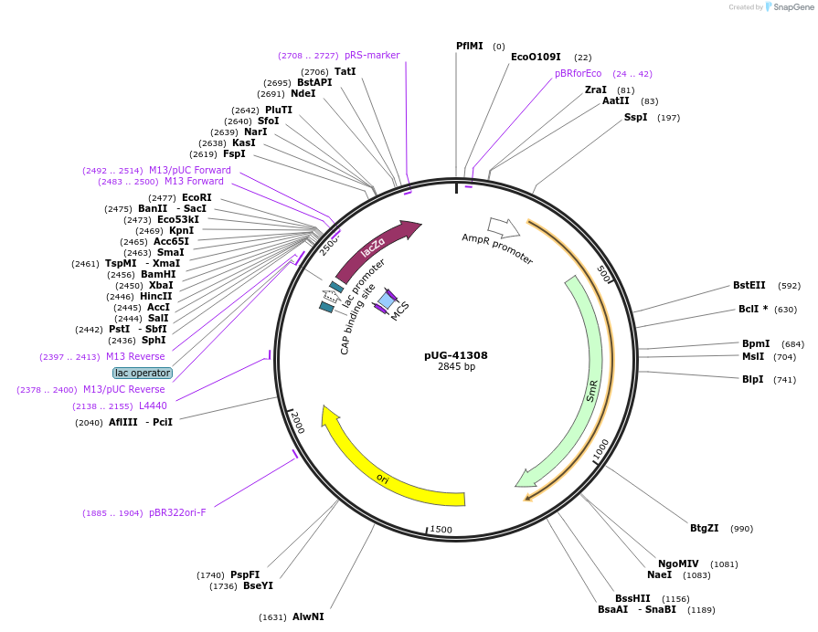 104641-plasmid-map-sequence-id-246347