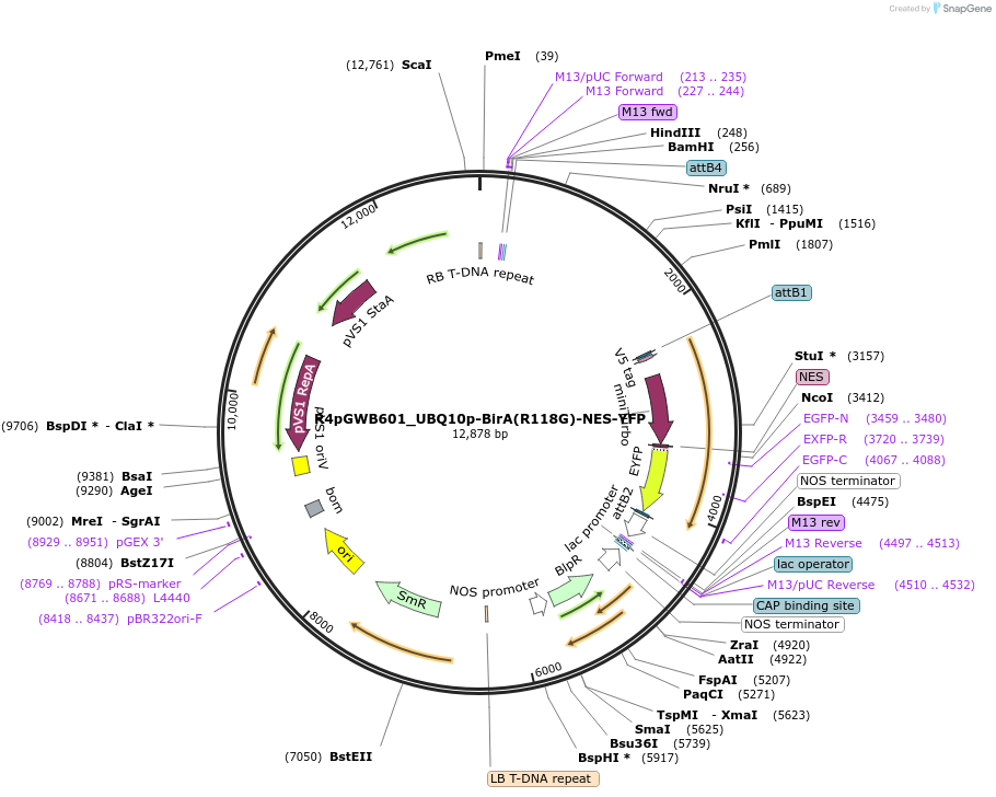 127363-plasmid-map-sequence-id-246349