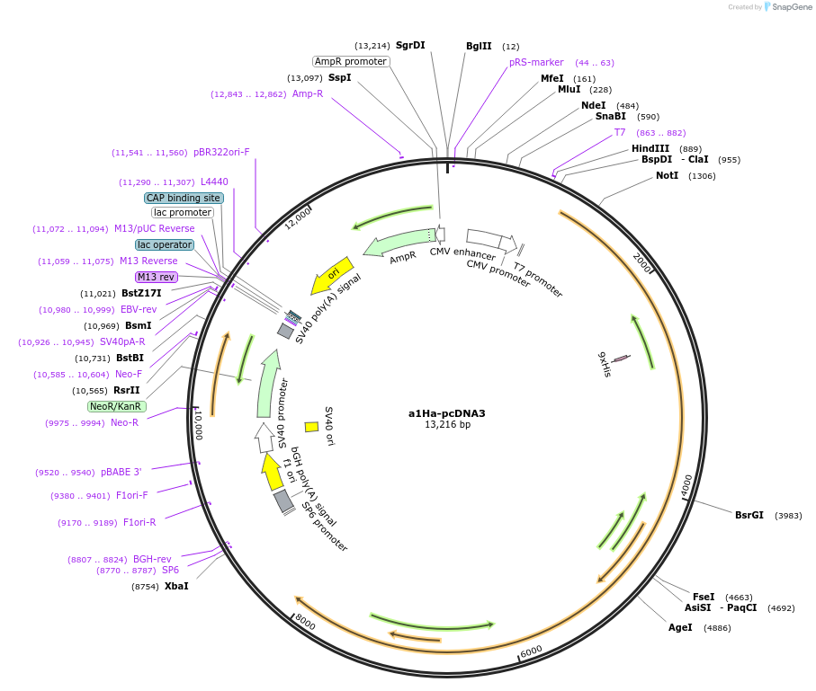 45809-plasmid-map-sequence-id-246401