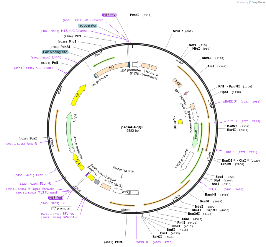 46826-plasmid-map-sequence-id-246440