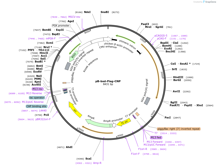 126608-plasmid-map-sequence-id-246463