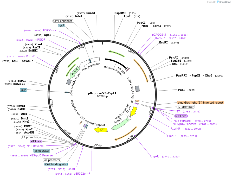 126607-plasmid-map-sequence-id-246466