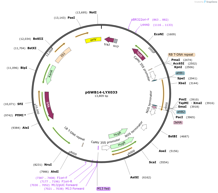 126251-plasmid-map-sequence-id-246477